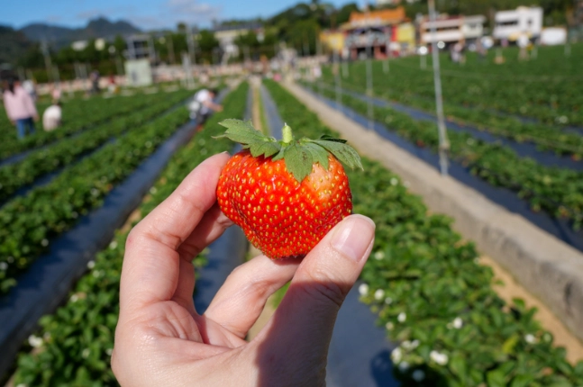 苗栗採草莓
