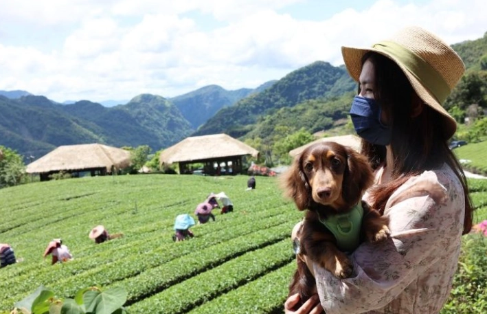 阿里山帶寵物旅遊