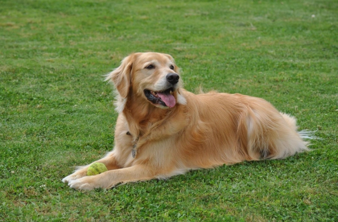 台鐵寵物規定大型犬
