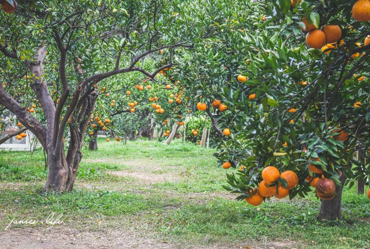 橘子季節