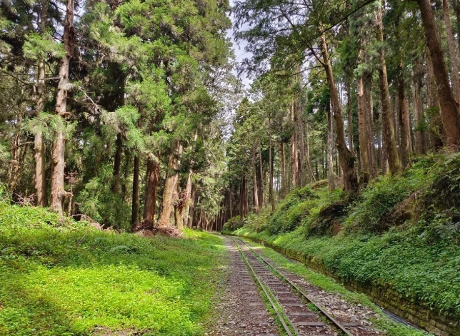 阿里山旅遊攻略