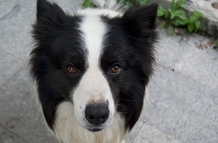 老狗全口拔牙完整指南：原因、過程與照護全解析