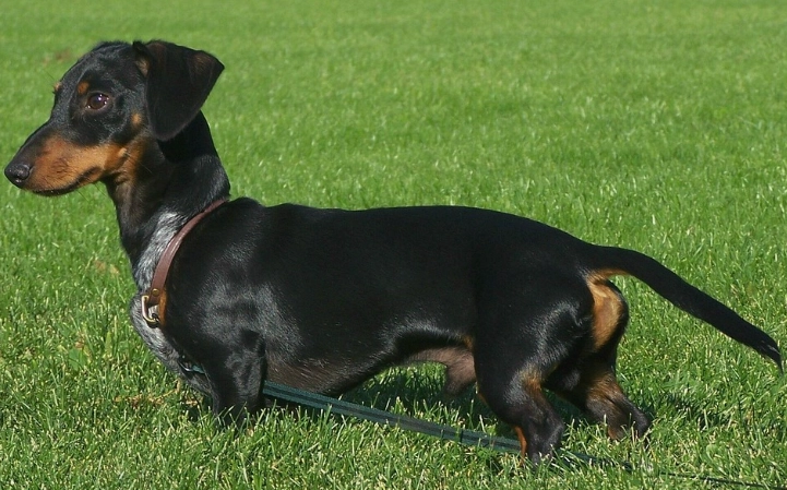 臘腸狗個性全解析：從勇敢特質到飼養技巧，完整指南