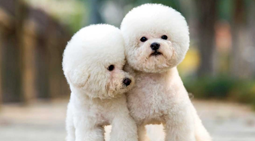 貴賓狗介紹完整指南：從品種特點到飼養秘訣全解析