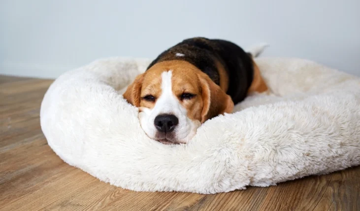 狗狗睡姿四腳朝天