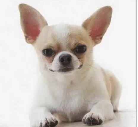 吉娃娃平均壽命