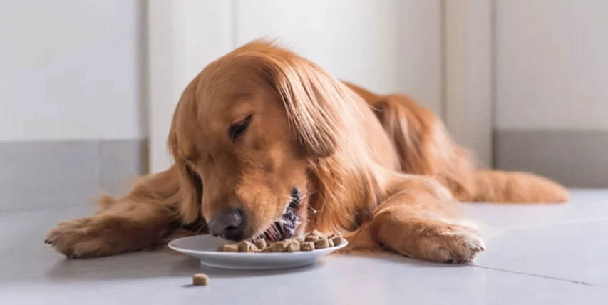 狗狗拉肚子可以吃什麼藥