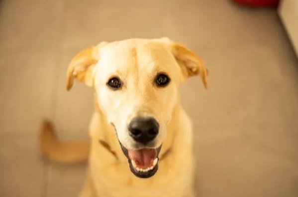 狗狗睡覺呼吸聲很大