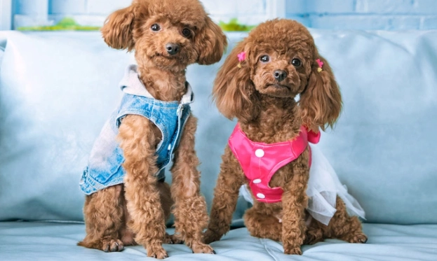 狗狗可以吃八仙果嗎