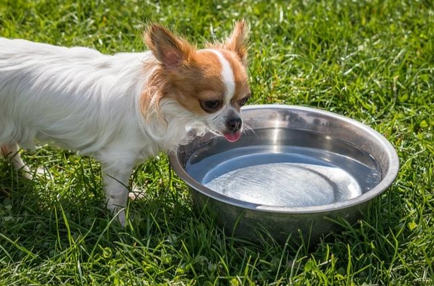 狗狗口渴的表現