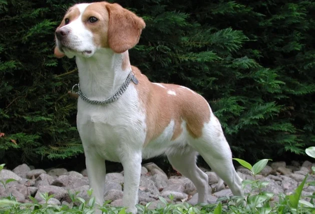 上班族適合養的狗