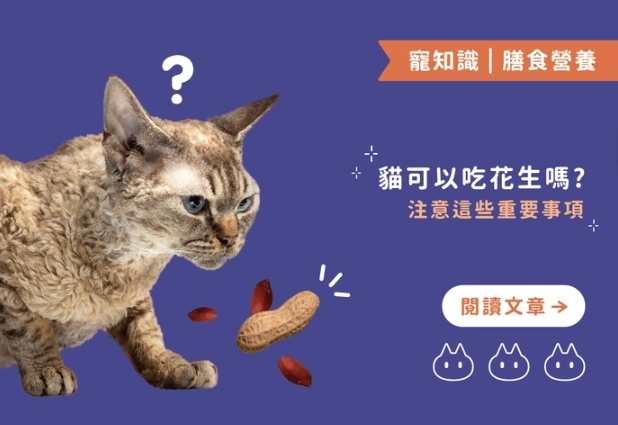 貓咪可以吃花生