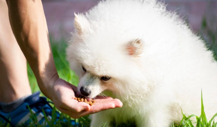 寵物噪音檢舉完整指南：鄰居寵物吵鬧如何合法處理？