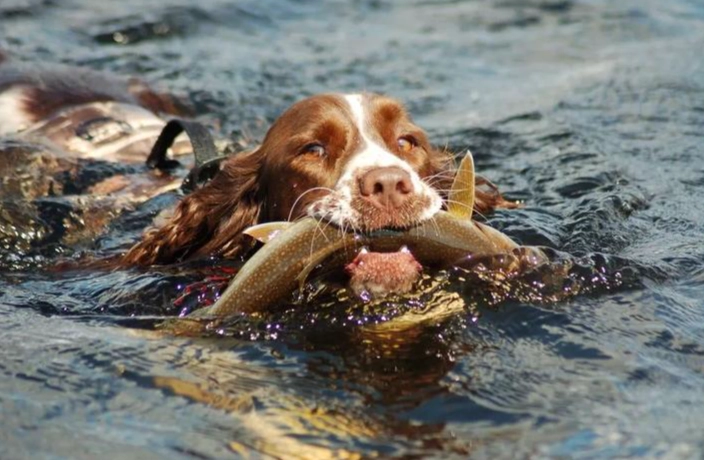 狗狗可以吃鮑魚嗎？獸醫專業解析與安全餵食指南