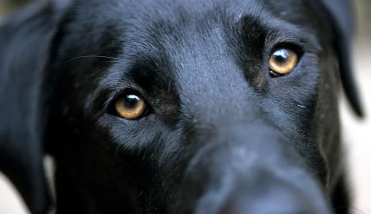 狗異物排出時間