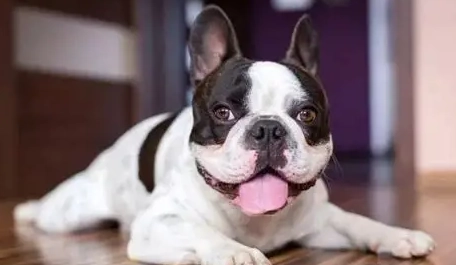 如何訓練狗狗不亂叫