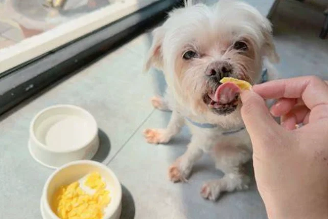 狗狗可以吃炒蛋嗎