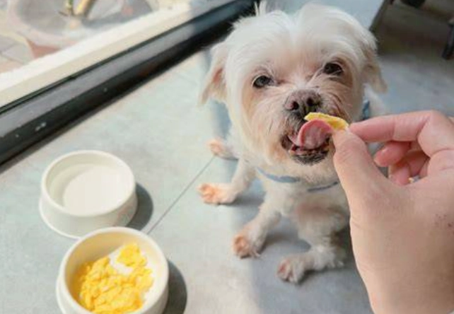 狗狗可以吃炒蛋嗎？獸醫解析安全餵食全攻略