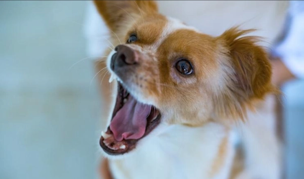 狗狗一直發抖是什麼原因