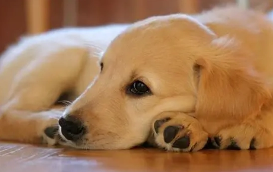 狗狗睡在主人身上