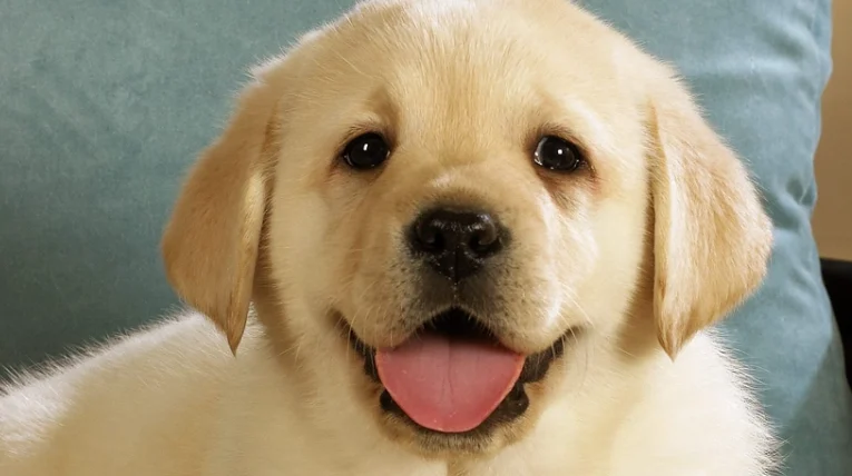 狗狗庫欣氏症皮膚