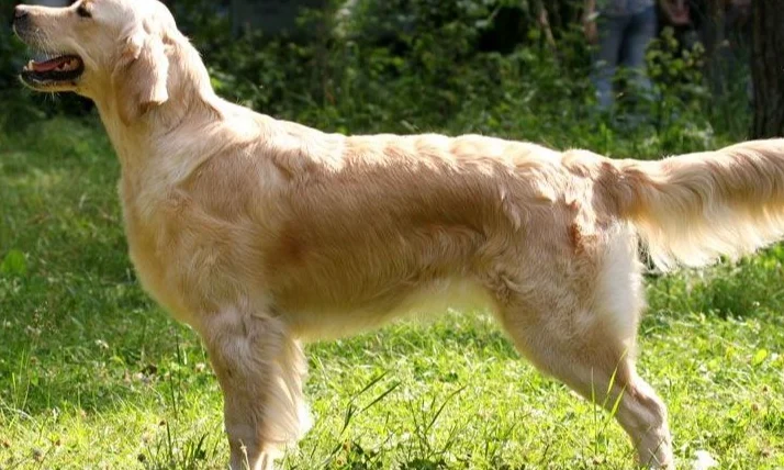 黃金獵犬多久洗一次澡