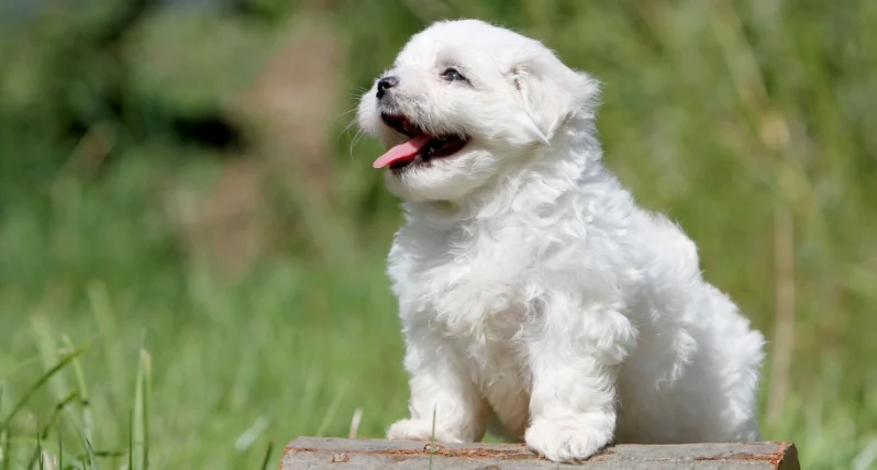 瑪爾濟斯常見疾病