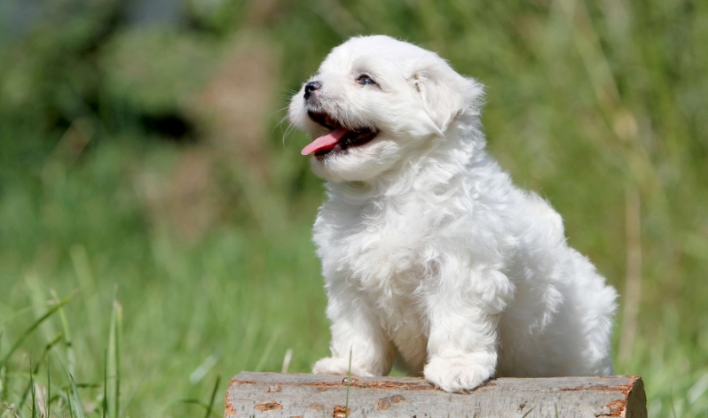 瑪爾濟斯常見疾病全攻略：症狀、預防與治療指南