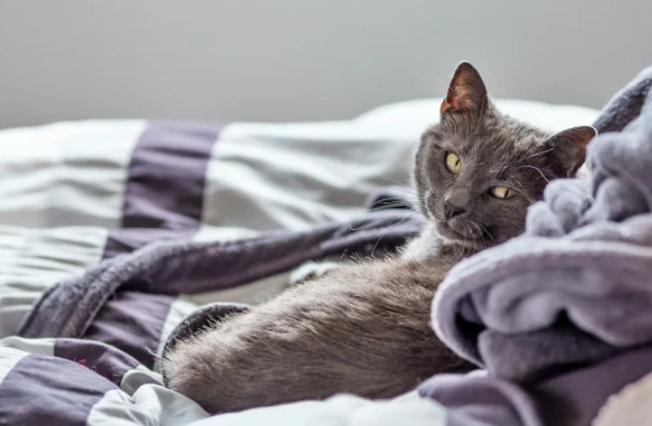 貓咪皮膚黑黑的