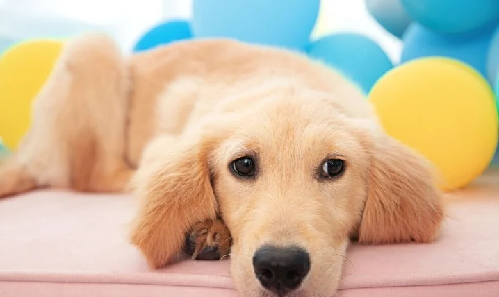 狗狗大便有血怎麼辦