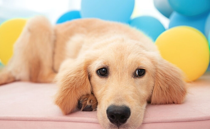 狗狗大便有血怎麼辦？完整指南與獸醫建議的緊急處理步驟