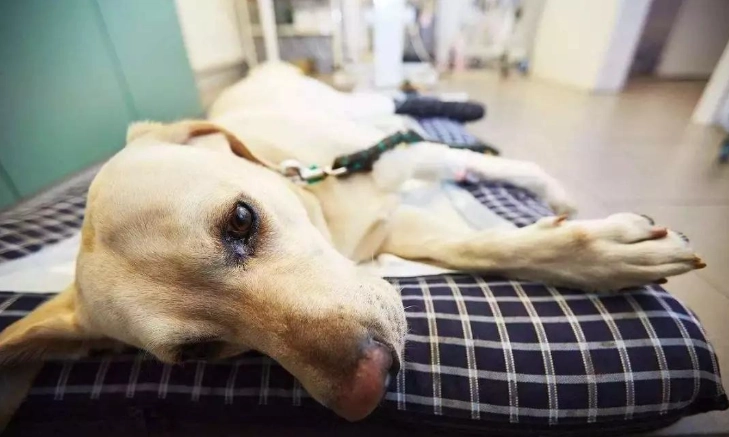 狗香茅中毒症狀、急救與預防全攻略｜寵物健康必讀指南