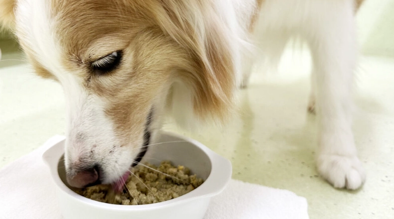 狗燕麥過敏症狀與解決方案：完整指南與實用建議