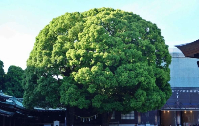 東京三日遊行程