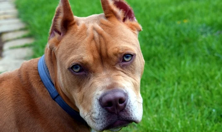 狗可以吃生紅蘿蔔嗎