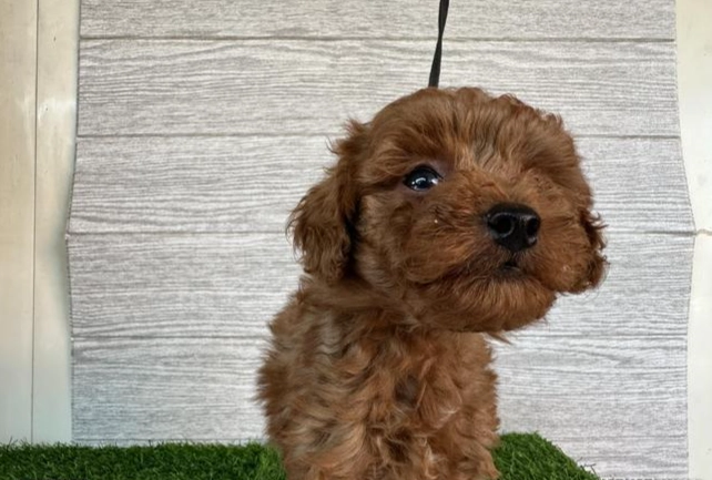 紅貴賓缺點全解析：飼養前必知的負面真相