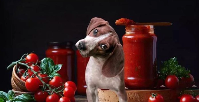 狗狗可以吃蕃茄嗎
