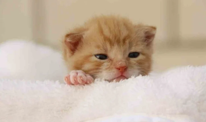 幼貓身上有蟲怎麼辦