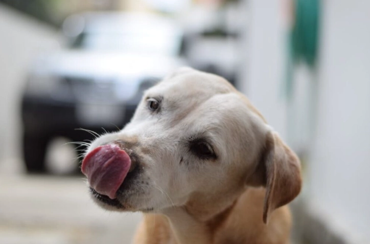 狗吃芭樂安全嗎？完整指南與營養益處解析