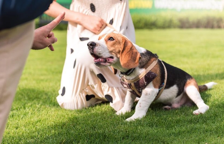 米格魯好養嗎？完整優缺點分析與飼養指南，破解比格犬飼養難題