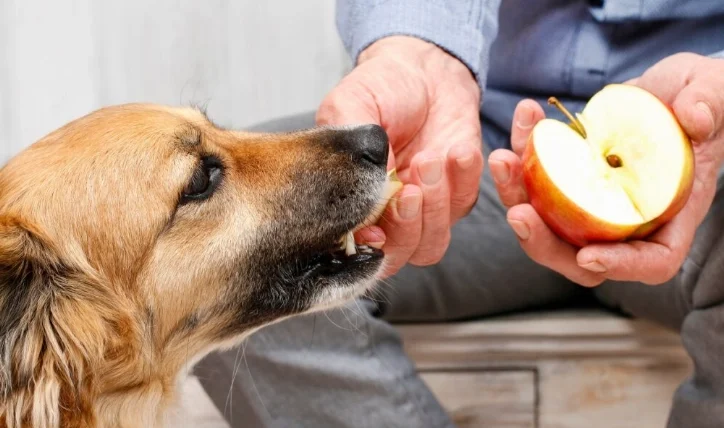 狗吃蘋果的好處
