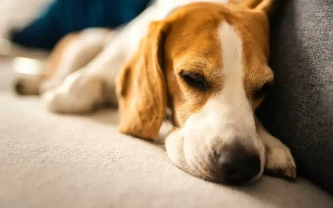 狗狗黑色素瘤手術費用