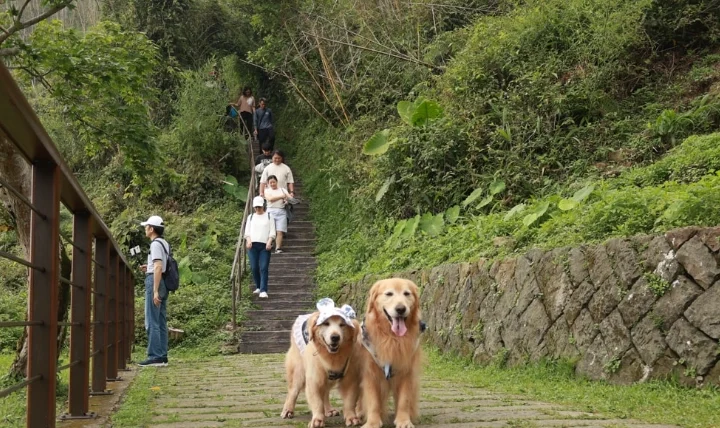 阿里山寵物友善