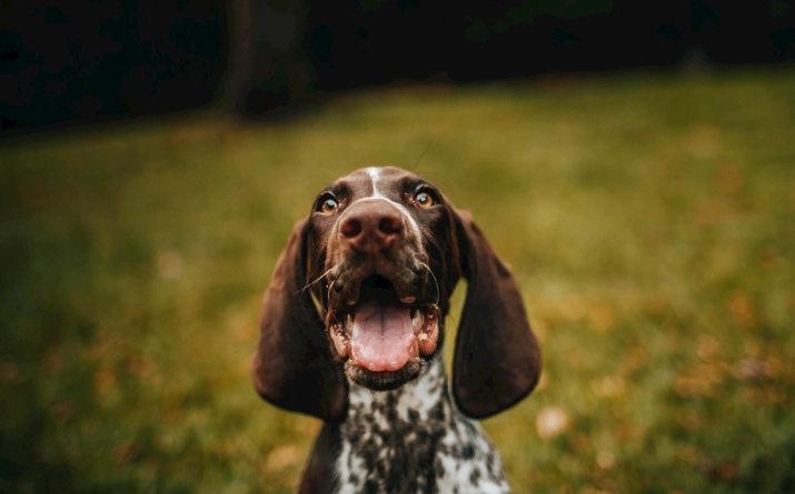 比狗咬打針全攻略：預防、處理與疫苗接種完整指南