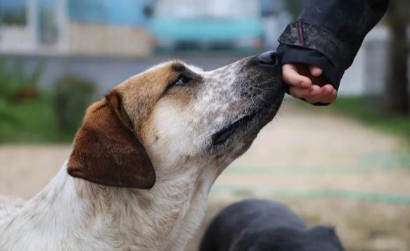 狗嗅覺是人的幾倍