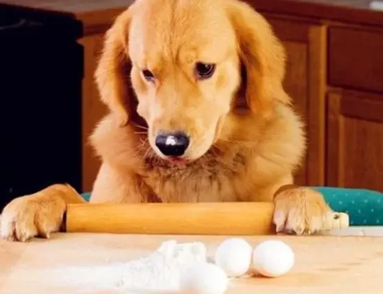 狗狗每天一顆蛋