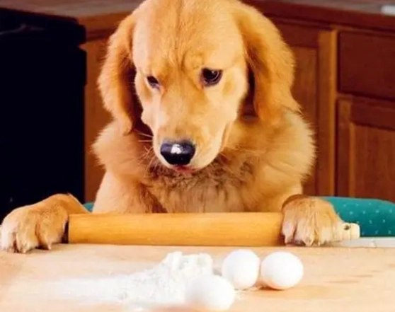 狗狗每天一顆蛋：好處、風險與餵食指南全解析