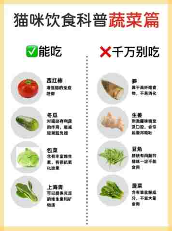貓咪不能吃的蔬菜清單：完整指南與危險症狀解析