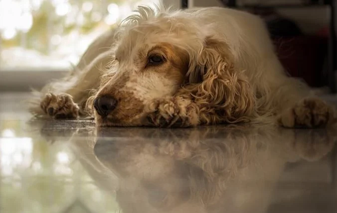 狗狗乳腺瘤一定要開刀嗎