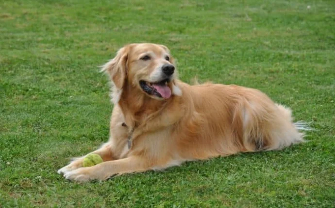 大型犬飼料推薦